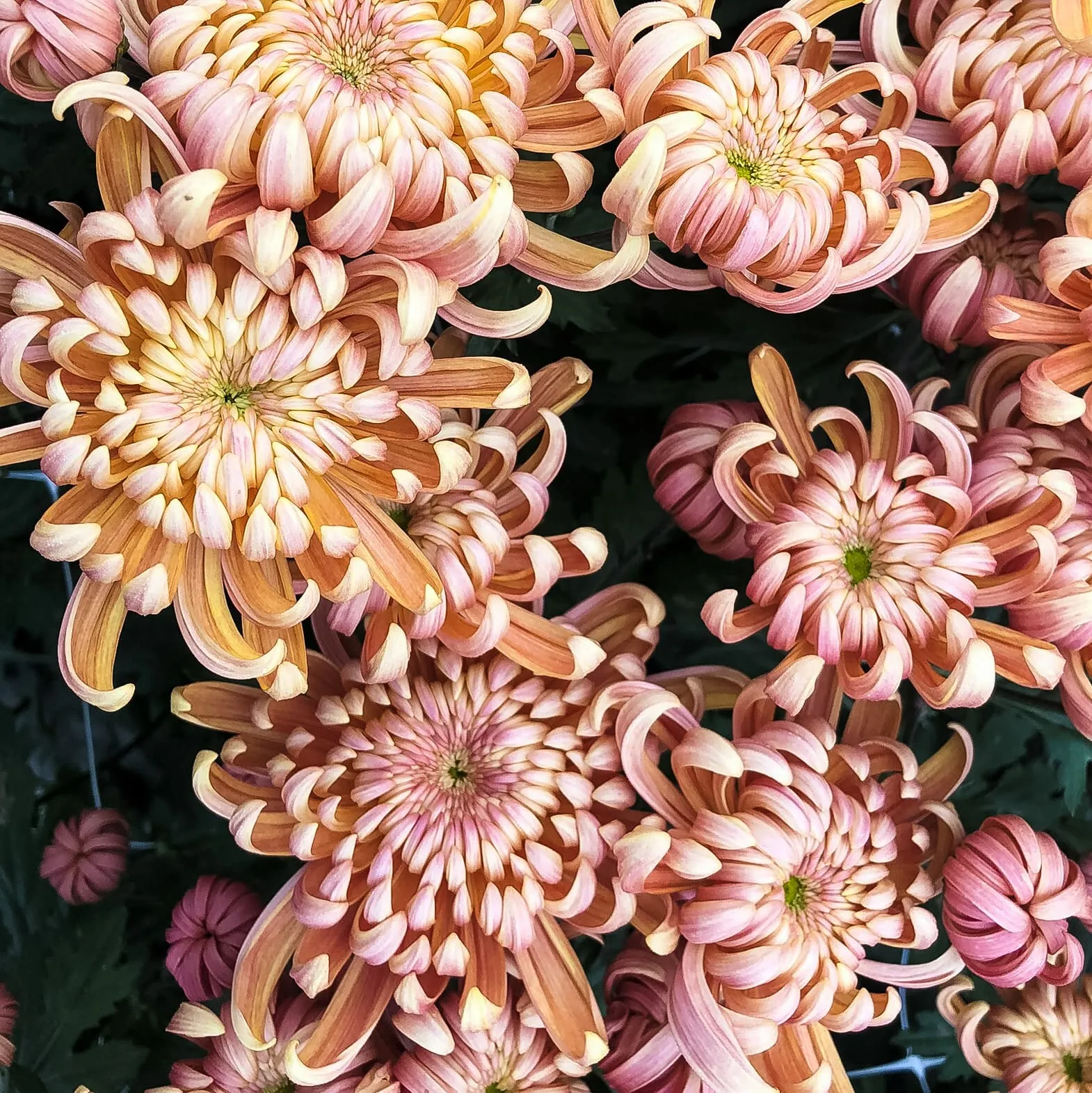 River City Chrysanthemum (4 pk)